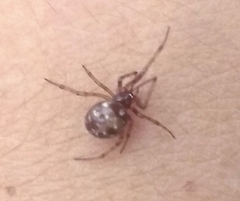 Steatoda triangulosa