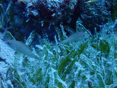 Calotomus viridescens