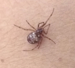 Steatoda triangulosa