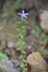 Triodanis