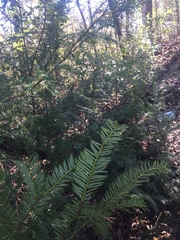 Taxus floridana