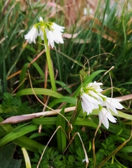 Allium triquetrum