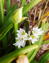 Allium triquetrum