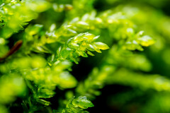 Scleropodium obtusifolium