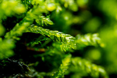 Scleropodium obtusifolium