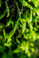 Scleropodium obtusifolium