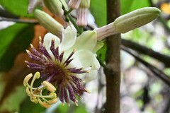 Passiflora jussieui