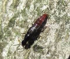 Quedius truncicola