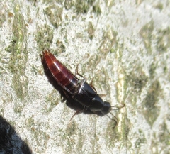 Quedius truncicola