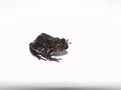 Pristimantis orestes