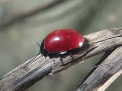 Chrysomela populi