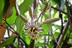 Passiflora jussieui