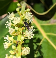 Frieseomelitta nigra