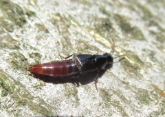 Quedius truncicola