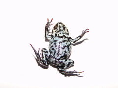 Pristimantis orestes