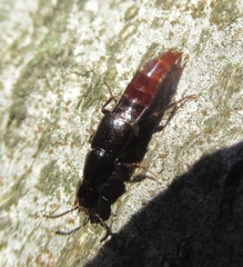 Quedius truncicola