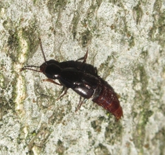 Quedius truncicola