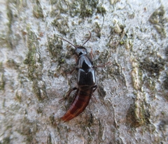 Quedius truncicola