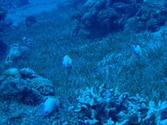 Dascyllus marginatus