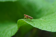 Scathophagidae