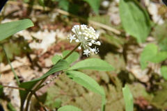 Panax trifolius