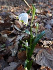 Leucojum vernum