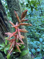 Tillandsia guatemalensis