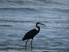 Egretta garzetta dimorpha