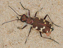 Cicindela hybrida