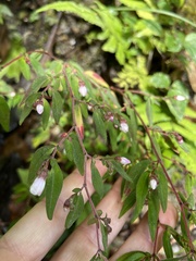 Centradenia inaequilateralis image