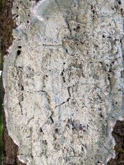 Cryptothecia striata