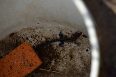 Aspidoscelis hyperythrus beldingi