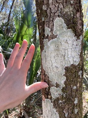 Cryptothecia striata