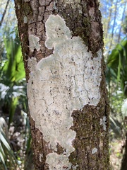 Cryptothecia striata