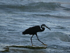Egretta garzetta dimorpha