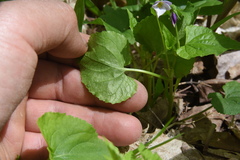 Viola canadensis