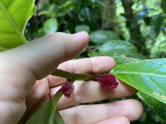 Drymonia conchocalyx