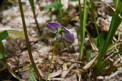 Viola canadensis