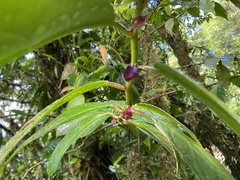 Drymonia conchocalyx