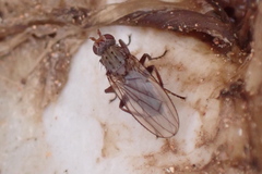 Heleomyzinae