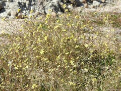 Diplotaxis catholica