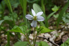 Viola canadensis