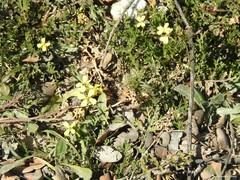 Diplotaxis catholica