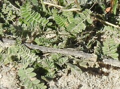 Ornithopus compressus