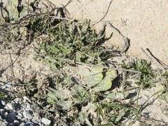 Ornithopus compressus