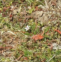 Erodium cicutarium