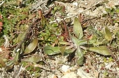 Plantago lagopus
