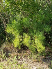 Baccharis angustifolia
