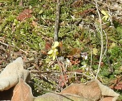 Diplotaxis catholica