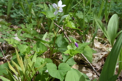 Viola canadensis